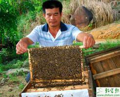 养殖蜜蜂防治孢子虫病的八条措施