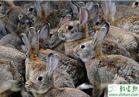 家兔冬季高发疾病及其防治经验