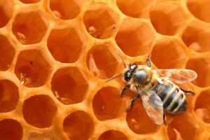 养殖蜜蜂蜂种的选购技巧