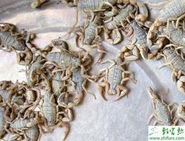 养殖蝎子一般吃什么?