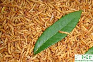 养殖黄粉虫不同生长阶段的饲养管理