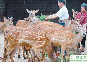 养殖鹿加强“三期”管理提高母鹿繁殖能力