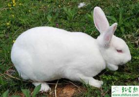 养殖獭兔安全度夏管理经验