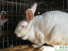 养殖肉兔种公兔的管理要注意的方面