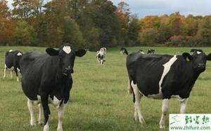 养殖奶牛生长发育中的关键100天管理经验