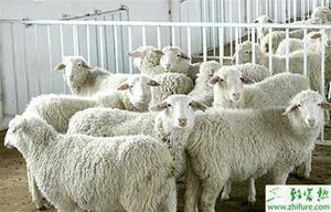提高有机绵羊繁殖力的经验