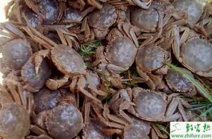 养殖河蟹的营养需求与配合饲料制作经验