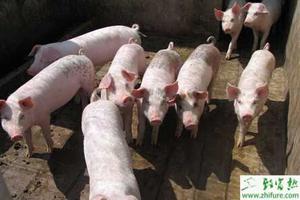 养猪母猪繁殖时要满足营养需求