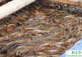养殖黄鳝孵化环境与孵化管理技术