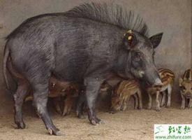 养殖野猪的常见几个误区
