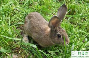 养殖野兔干瘦病的防治措施