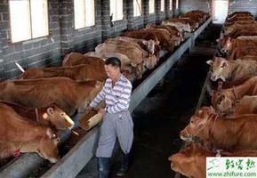 养殖肉牛母牛标准化饲养管理技术