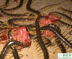 养殖蜈蚣育成期的饲养管理