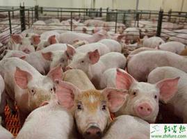 养殖猪如何提高母猪繁殖利用率