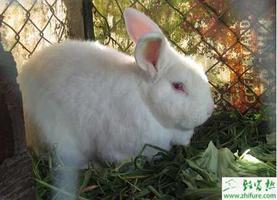养殖兔子如何提高幼兔成活率