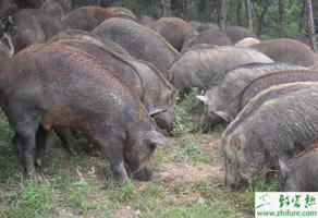 养殖野猪的驯养方法