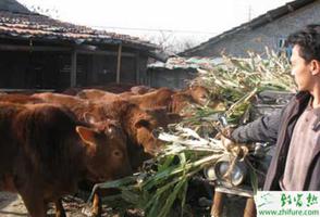 养殖肉牛育肥期日常管理措施