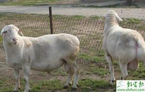 养殖肉羊肥羔症的防治