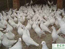 冬季养殖肉鸽的饲养措施