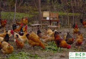 养殖土鸡冬季如何让土鸡多产蛋