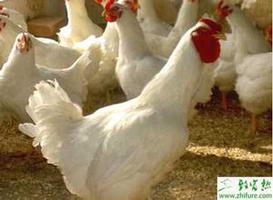 养殖白羽肉鸡育雏期间的卫生防疫工作