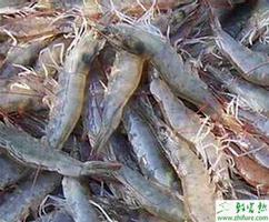 养殖南美白对虾的人工繁殖技术
