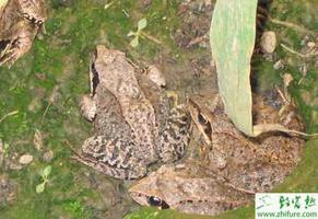 养殖林蛙越冬和出河期的管理