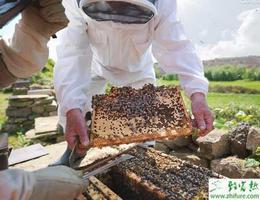 秋季需要防止蜜蜂农药中毒