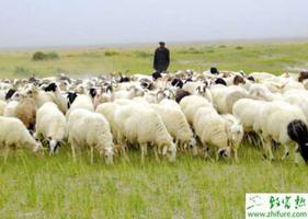 养殖肉羊生长缓慢怎么办