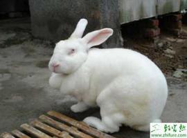 养殖獭兔提高獭兔繁殖技术措施