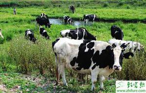 养殖奶牛的繁殖技术