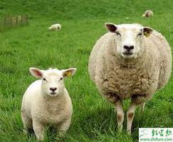 养殖绵羊焦虫病与链球菌病的防治