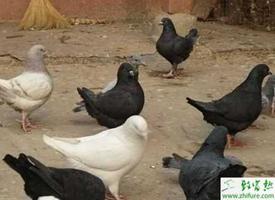 养殖肉鸽常用的饲料