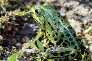 浅析石蛙的繁殖习性