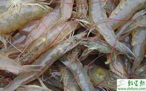 养殖对虾甲壳溃疡病（褐斑病）的防治