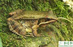 养殖林蛙蝌蚪期和变态期管理