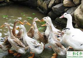 浅析种鸭不同产蛋期的饲料喂量