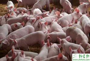 夏季如何预防猪发生热应激的营养措施