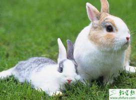养兔子之兔传染性水疮口炎防治