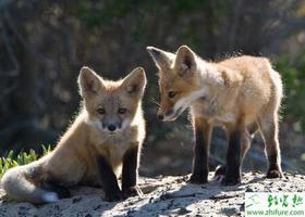 养殖狐狸之加强狐狸产崽期监护可提高仔狐成活率