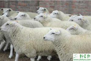 养殖肉羊引种需要注意什么