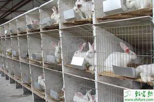 养殖肉兔高效饲料的配方