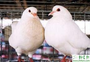 养殖肉鸽人工孵化及哺育技术