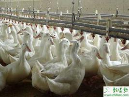 养殖肉鸭育肥期饲养管理