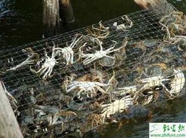 养殖河蟹的常见病害防治