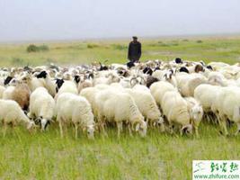 养殖肉羊冬季育肥的原则
