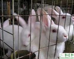 养殖獭兔如何提高獭兔毛皮质量