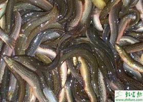 养殖泥鳅细菌性疾病及其防治