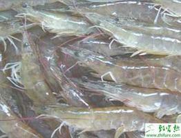 养殖南美白对虾常见异常现象及处理方法