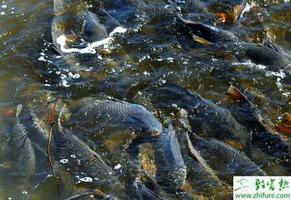 养殖鲤鱼的鱼种培育